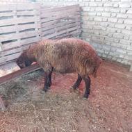 یک عدد نر بره افشار