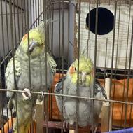 طوطی عروس هلندی