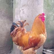 خروس برهما طلایی جوان اصلی