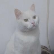 حیوانات خانگی