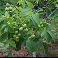 کود شیمیایی 09012599096