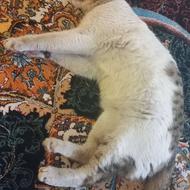 گربه ماده حامله