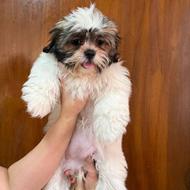  واگزاری  توله سگ