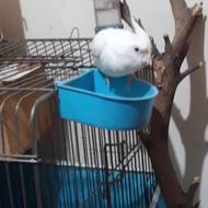 1 عدد طوطی عروس آلبینو ماده نیمه رام قفس بزرگ ولونه