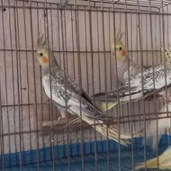 طوطی عروس هلندی