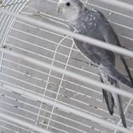 فروش انواع نژاد و رنگ طوطی