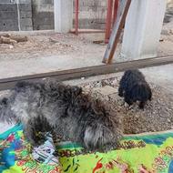 واگذاری سگ پاکوتاه حرف گشکن خیلی خوشکل جاندارم