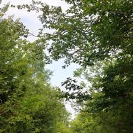 فروش زمین باغی