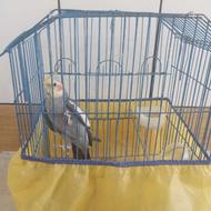 عروس هلندی فروشی