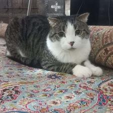 واگذاری گربه دی اس اچ اسکاتیش.