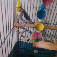 عروس هلندی نر با قفس