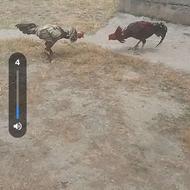 جوجه لاری نسلدار