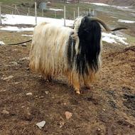 نر بز جوان..