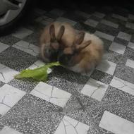 دوعدد خرگوش