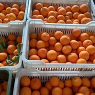 پرتقال شهسواری محلی