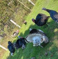 بوقلمون نر برنزه و اردک