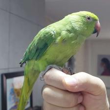 فروش فوری طوطی ملنگو