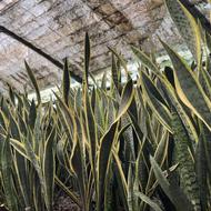 فروش عمده انواع سانسوریا