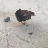 فروش مرغ و خروس محلی از روستا