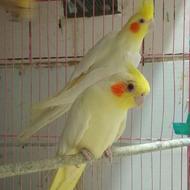 عروس هلندی با قفس