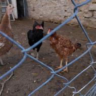 مرغ لاری اصیل افغان