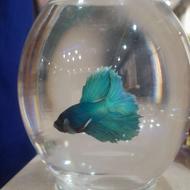 یک عدد ماهی فایتر قیمت 200 ماده هم موجوده