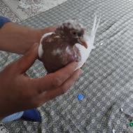 20تاماده هوایی