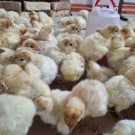 جوجه بوقلمون بیوتی شیش گوشتی 3 روزه