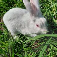 فروش خرگوش.