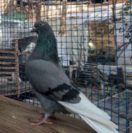 کبوتر پرشی ناب