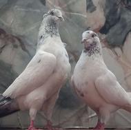 کبوتر‌نروماده‌کله‌کاکل‌و‌کله‌سرخ‌به‌شرط