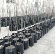 زیتون تلخ غیر مثمر، 100 تومان