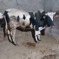 خرید وفروش دام زنده