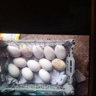 تخم غاز نطفه دار