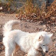 واگذاری ساموید ماده هشت ماهه