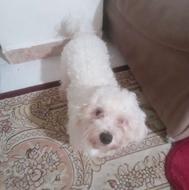 واگزاری سگ خانگی