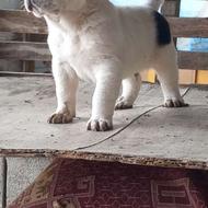 توله سگ آلابای