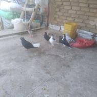 شیش تا حیوون به‌ شرط.تخم کن جوان