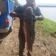 کارگر ساده برای پرورش ماهی