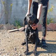 سگ شکاری انگلیسی