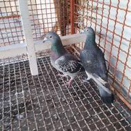 جفت نر وماده پلاکی