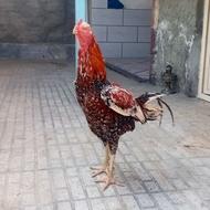 خروس لاری افغان