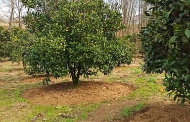 فروش باغ میوه در دل طبیعت بکر ساری - روستای بندافروز