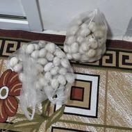 تخم اردک محلی