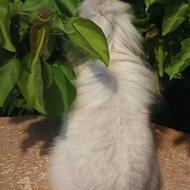 خرگوش لوپ هلندی اصیل .سالم، آروم، فوق‌العاده بامزه