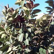 فروش درخت فیکوس چالوس