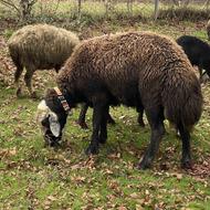 نرتخمی جوان