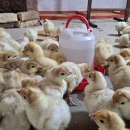 جوجه بوقلمون بیوتی سفید ویتامین خورده 3 روزه