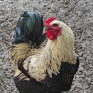 خروس محلی ، مرغ شاخدار ، جوجه محلی