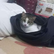 گربه ماده یکساله رایگان